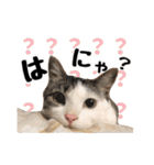 猫三昧！8匹集合（個別スタンプ：20）