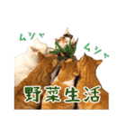 猫三昧！8匹集合（個別スタンプ：21）