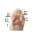 猫三昧！8匹集合（個別スタンプ：23）