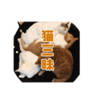 猫三昧！8匹集合（個別スタンプ：24）