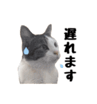 猫三昧！8匹集合（個別スタンプ：25）