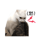 猫三昧！8匹集合（個別スタンプ：27）
