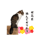 猫三昧！8匹集合（個別スタンプ：28）