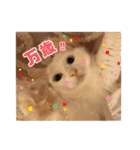 猫三昧！8匹集合（個別スタンプ：29）