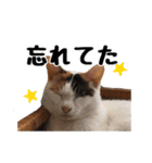 猫三昧！8匹集合（個別スタンプ：32）