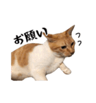 猫三昧！8匹集合（個別スタンプ：33）