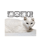 猫三昧！8匹集合（個別スタンプ：34）