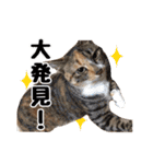 猫三昧！8匹集合（個別スタンプ：35）