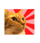 猫三昧！8匹集合（個別スタンプ：36）