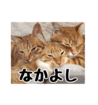 猫三昧！8匹集合（個別スタンプ：37）
