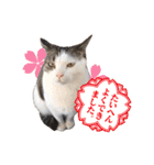猫三昧！8匹集合（個別スタンプ：38）