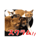 猫三昧！8匹集合（個別スタンプ：39）