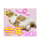 きなことあんこ7（個別スタンプ：4）