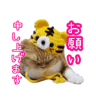 きなことあんこ7（個別スタンプ：5）