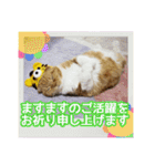 きなことあんこ7（個別スタンプ：8）
