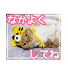 きなことあんこ7（個別スタンプ：11）
