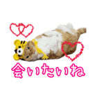 きなことあんこ7（個別スタンプ：12）