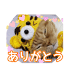 きなことあんこ7（個別スタンプ：24）