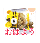 きなことあんこ7（個別スタンプ：25）