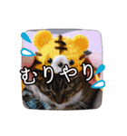 きなことあんこ7（個別スタンプ：34）