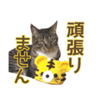 きなことあんこ7（個別スタンプ：35）