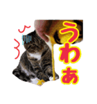 きなことあんこ7（個別スタンプ：38）