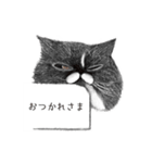 猫のごま吉（個別スタンプ：4）