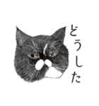 猫のごま吉（個別スタンプ：15）