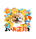 ポメラニアン☆レイン 2022（個別スタンプ：1）