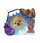 ポメラニアン☆レイン 2022（個別スタンプ：6）