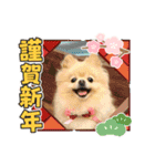 ポメラニアン☆レイン 2022（個別スタンプ：16）