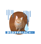 ちゃろちゅう（個別スタンプ：4）