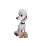 言葉にできない時の犬スタンプ（個別スタンプ：4）