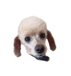 言葉にできない時の犬スタンプ（個別スタンプ：8）