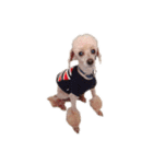 言葉にできない時の犬スタンプ（個別スタンプ：11）