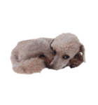 言葉にできない時の犬スタンプ（個別スタンプ：12）