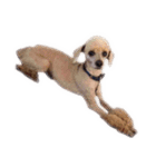 言葉にできない時の犬スタンプ（個別スタンプ：14）