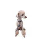 言葉にできない時の犬スタンプ（個別スタンプ：20）