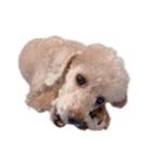 言葉にできない時の犬スタンプ（個別スタンプ：24）