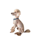言葉にできない時の犬スタンプ（個別スタンプ：27）