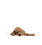 言葉にできない時の犬スタンプ（個別スタンプ：28）