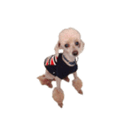 言葉にできない時の犬スタンプ（個別スタンプ：36）