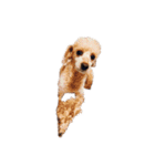 言葉にできない時の犬スタンプ（個別スタンプ：37）