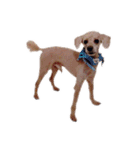 言葉にできない時の犬スタンプ（個別スタンプ：38）