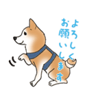 柴犬のムーンくんスタンプ（個別スタンプ：3）