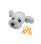 COCO V7（個別スタンプ：1）