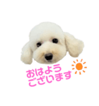 COCO V7（個別スタンプ：2）