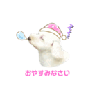 COCO V7（個別スタンプ：7）
