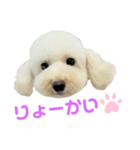 COCO V7（個別スタンプ：8）