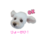 COCO V7（個別スタンプ：11）
